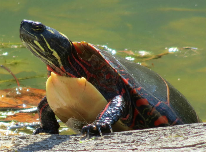 Painted Turtle